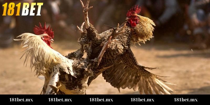 Đá gà kịch tính