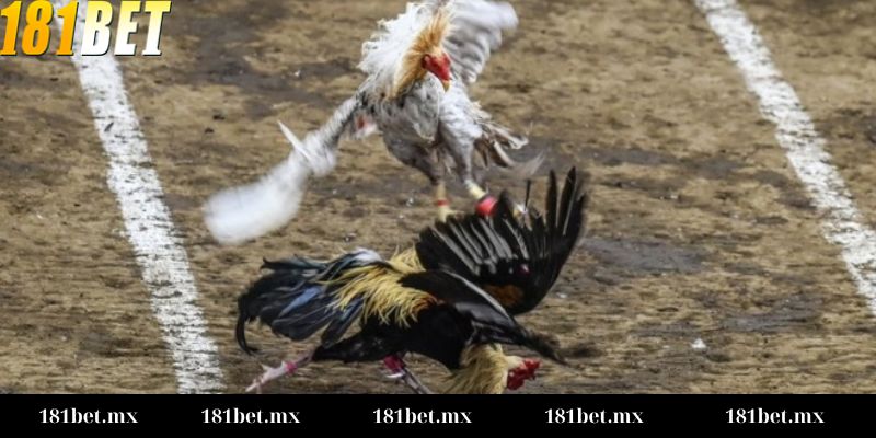 Bí quyết đọc và đặt cược kèo chấp tại 181BET