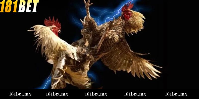 cách đọc kèo đá gà chuẩn