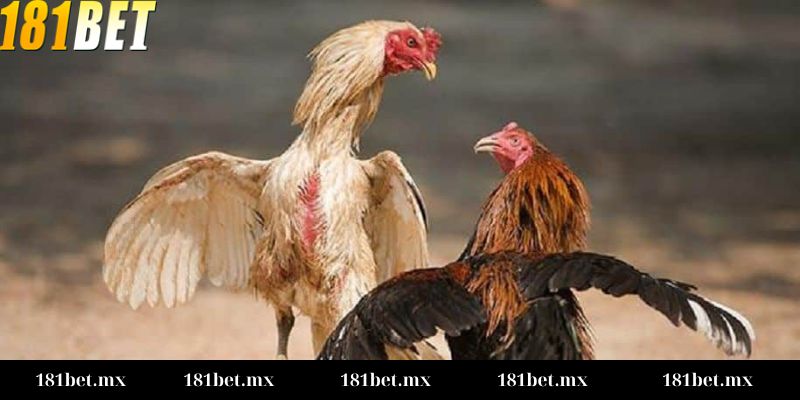 Đá gà cựa dao Campuchia Chiến thuật cược hiệu quả trong Đá gà cựa dao Campuchia