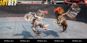 Đá gà cựa dao Campuchia