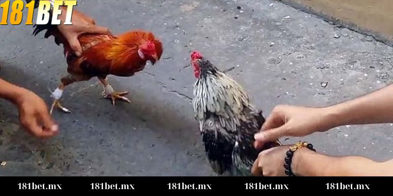 Đá gà cựa dao Campuchia Giới thiệu tổng quan về Đá gà cựa dao Campuchia