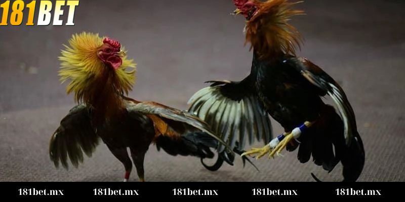 Giới thiệu tổng quan về Đá gà Thomo