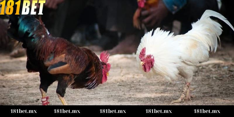 Cách đọc kèo đá gà chuẩn Hướng dẫn chi tiết cách đọc kèo đá gà chuẩn