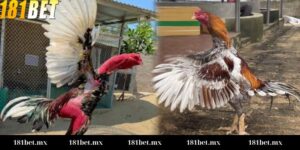 Kèo chấp trong đá gà