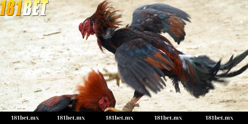 Kèo chấp trong đá gà là gì?