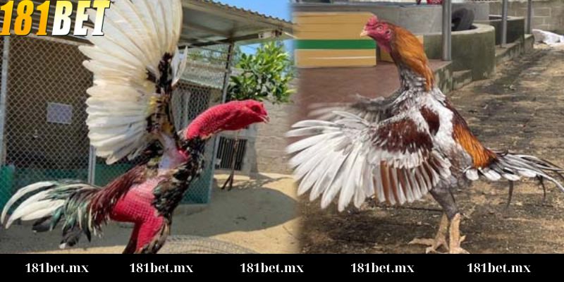 Kèo chấp trong đá gà