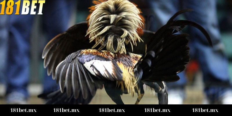 Kèo Meron, Wala là gì