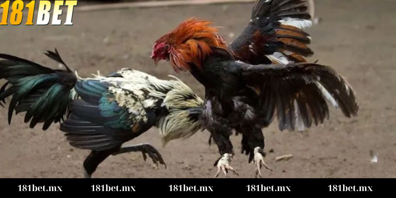 Kèo Meron, Wala là gì Luật chơi và cách tính Kèo Meron, Wala là gì?