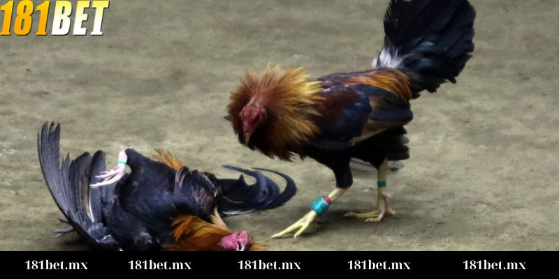 Luật chơi và cách tính kèo chấp trong đá gà