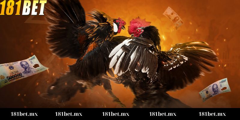 Quy tắc cơ bản khi tham gia Đá gà Thomo