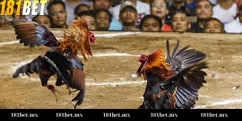 Đá gà cựa dao Campuchia Quy tắc cơ bản khi tham gia Đá gà cựa dao Campuchia