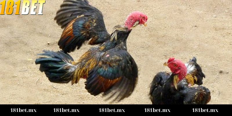 Cách đọc kèo đá gà chuẩn Tổng quan về kèo đá gà tại 181BET