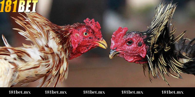 Kèo Meron, Wala là gì Kèo Meron, Wala là gì trong đá gà?